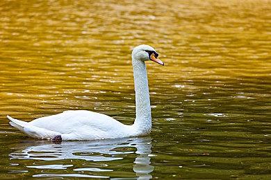 《塞尔达传说：王国之泪》玩家虐待“呀哈哈” 外媒指责违反日内瓦公约